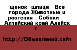 щенок  шпица - Все города Животные и растения » Собаки   . Алтайский край,Алейск г.